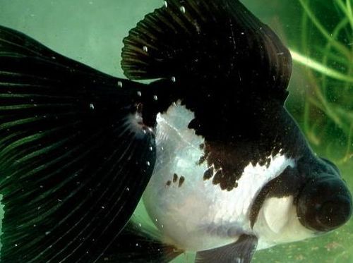 宠物金鱼为何掉鱼鳞？