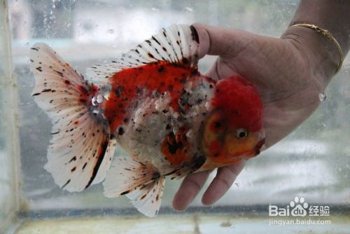 宠物金鱼为何掉鱼鳞？