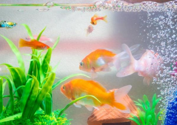 鱼缸加土霉素有什么作用?这些注意事项,爱养鱼的要知道