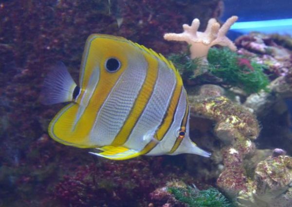 鱼缸加土霉素有什么作用?这些注意事项,爱养鱼的要知道