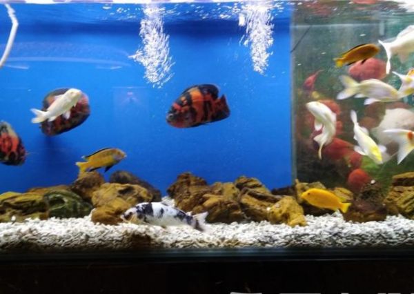 鱼缸加土霉素有什么作用?这些注意事项,爱养鱼的要知道