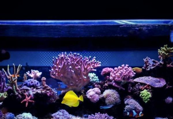 鱼缸加土霉素有什么作用?这些注意事项,爱养鱼的要知道