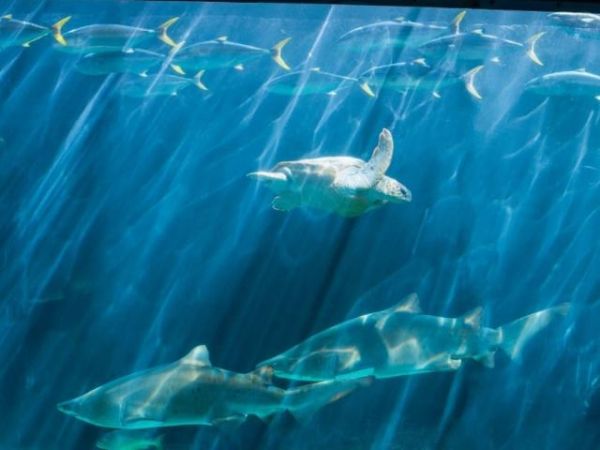 鱼缸加土霉素有什么作用?这些注意事项,爱养鱼的要知道