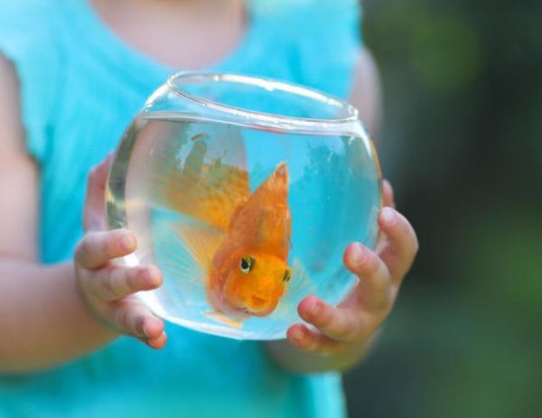 鱼缸加土霉素有什么作用?这些注意事项,爱养鱼的要知道