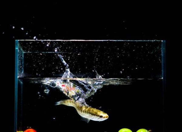 鱼缸加土霉素有什么作用?这些注意事项,爱养鱼的要知道