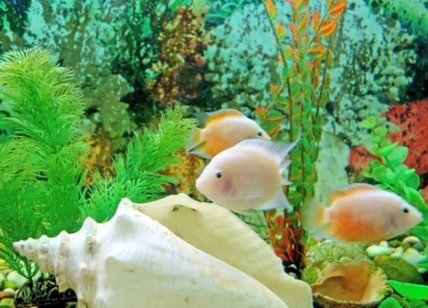 鱼缸加土霉素有什么作用?这些注意事项,爱养鱼的要知道