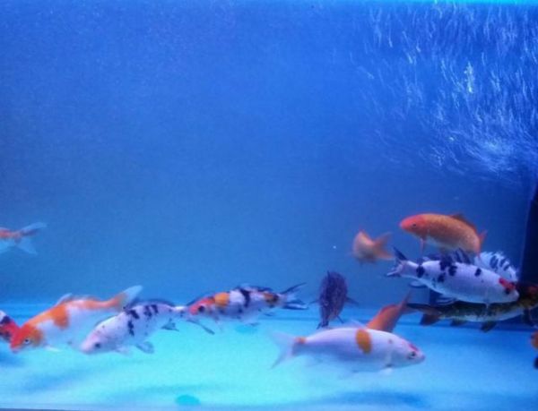 鱼缸加土霉素有什么作用?这些注意事项,爱养鱼的要知道