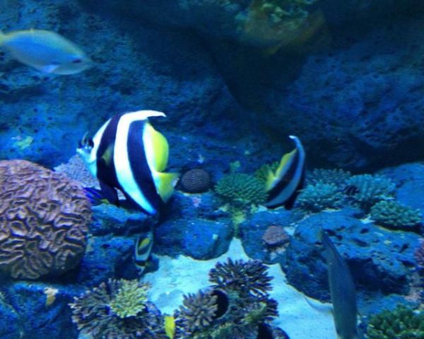 鱼缸加土霉素有什么作用?这些注意事项,爱养鱼的要知道