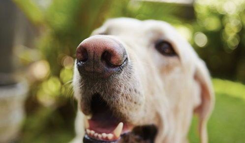 揭秘狗狗超凡嗅觉：如何灵敏感知世界？