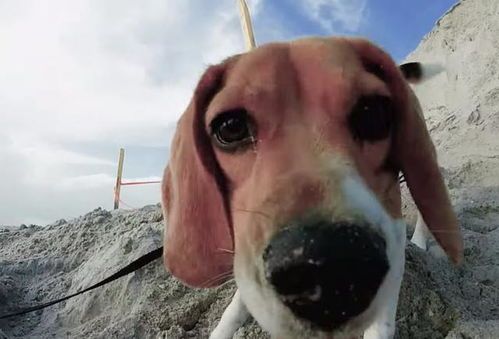 揭秘狗狗超凡嗅觉：如何灵敏感知世界？