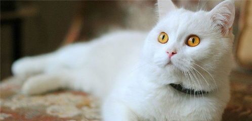 宠物猫饮食需多样化