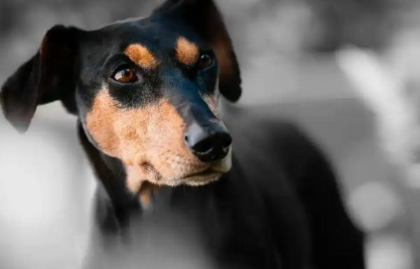 春节爆赚16万，宠物经济背后的陪伴与思考