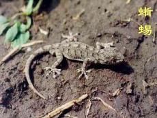 蜥蜴的生活习性