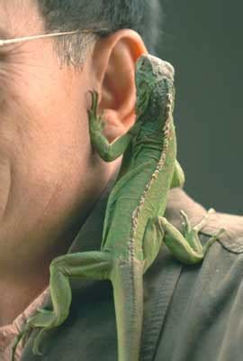 养宠物都有什么品种狗狗都有哪些品种,有多少种宠物品种图片大全集