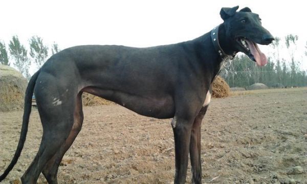 训练灵缇逮野鸡的全面指南（宠物灵缇逮野鸡的训练技巧和注意事项）