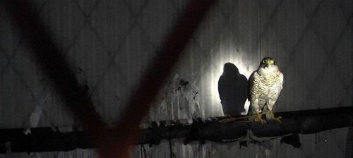 训练灵缇逮野鸡的全面指南（宠物灵缇逮野鸡的训练技巧和注意事项）