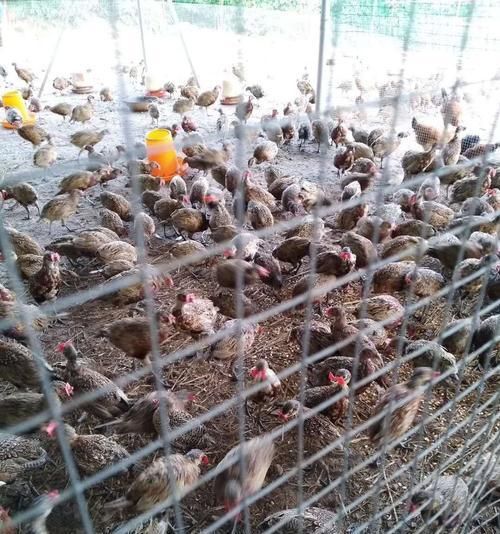 训练灵缇逮野鸡的全面指南（宠物灵缇逮野鸡的训练技巧和注意事项）