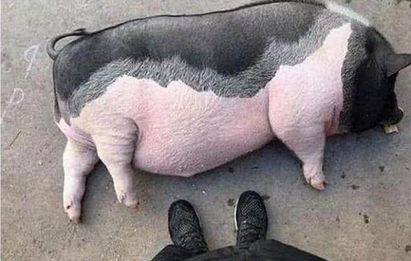 男子网购买回宠物猪,养了一年后,晒出的照片让店家不淡定了