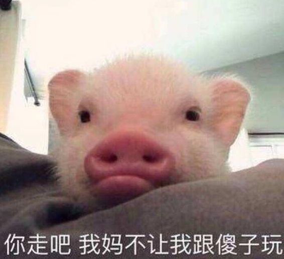 男子网购买回宠物猪,养了一年后,晒出的照片让店家不淡定了