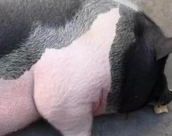 男子网购买回宠物猪,养了一年后,晒出的照片让店家不淡定了