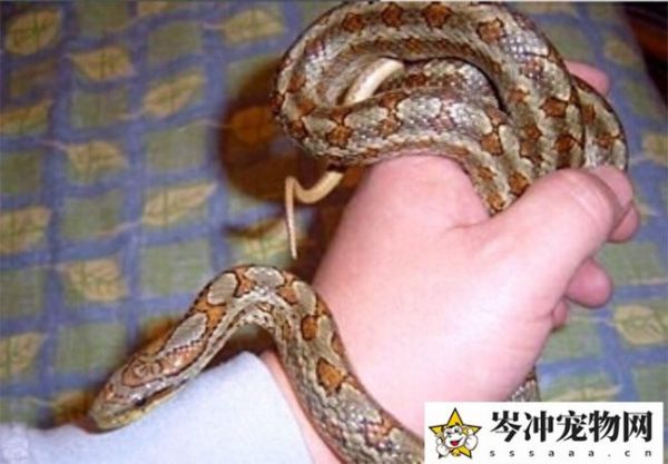 蛇会认主人吗？蛇会认识自己的主人吗？