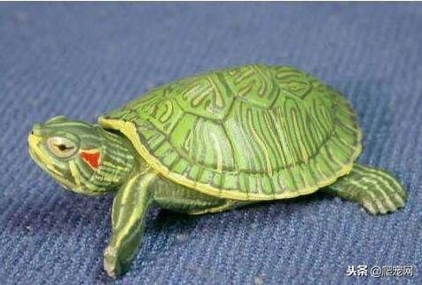 如果你想养只宠物龟,你会养什么品种?