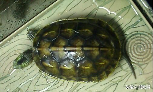 如果你想养只宠物龟,你会养什么品种?