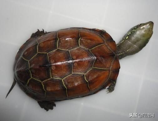 如果你想养只宠物龟,你会养什么品种?