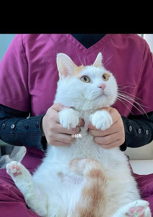 小猫为什么一直呜呜（宠物行为调适指南-了解小猫情感变化背后的原因）