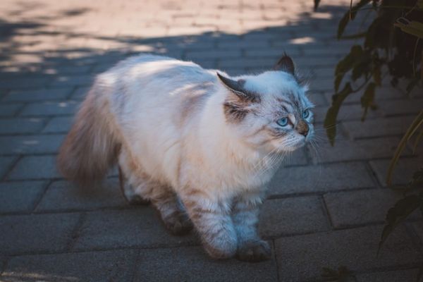 全网最全宠物行业白皮书解析：数据、趋势、科技驱动深度指南 1