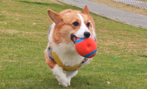 深圳出台宠物友好社区建设指南，打造更舒适的环境