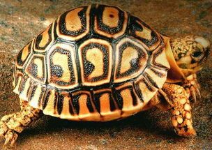 【陆龟】一一价格品种饲养技巧全解析让你成为养龟达人！