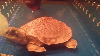 【猪鼻子龟】价格揭秘市场行情养殖技巧饲料选择一一全面解析