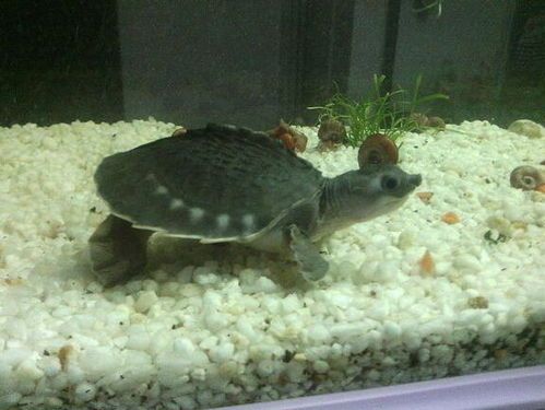 猪鼻子龟价格是多少 猪鼻子龟寿命多久啊