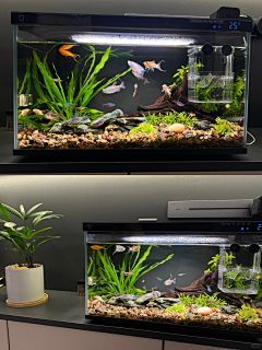 “打造个性化宠物鱼缸，定制指南”