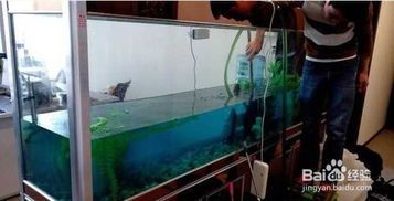 小型鱼缸过滤器清洗攻略，养鱼达人必备！