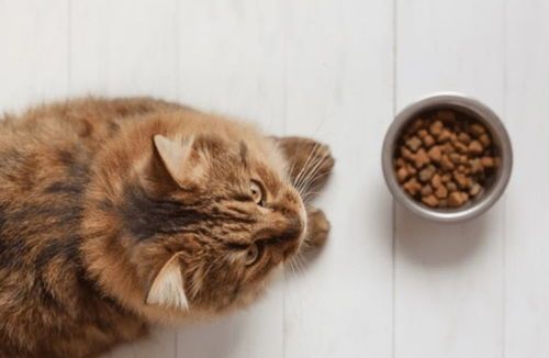 猫咪吃木薯粉会怎么样？对健康有影响吗？