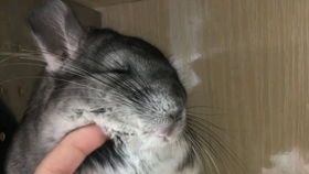 龙猫吃什么能缓解上火症状？