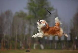 宠物饮食禁忌：蚕豆不宜喂狗