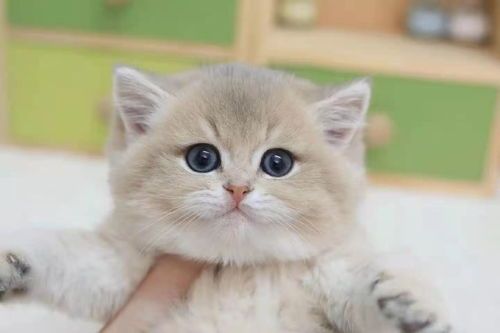 猫粮湿粮哪个牌子好