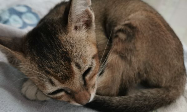 毛色与性格的对比：中华雀猫与狸花猫究竟有何异同？