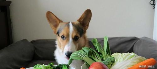 狗狗胡萝卜中毒危害及预防攻略