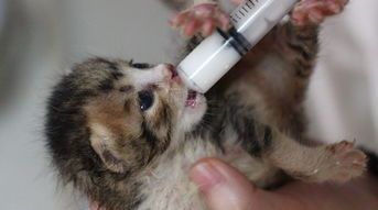 新生小狗奶量：按需哺乳，适量增减。