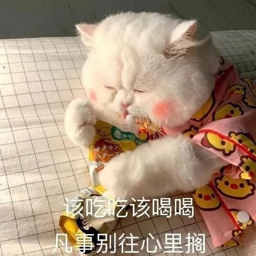 微信必备的猫咪狗狗表情包图片带字