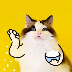 搞笑社交调侃朋友猫咪宠物GIF动图表情包图片