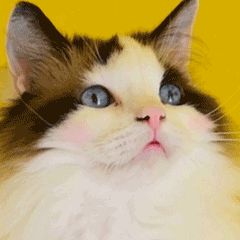 流鼻血害羞猫咪宠物GIF萌宠表情包图片
