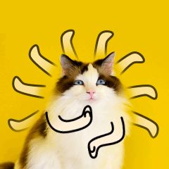 双11双12不怕剁手猫咪宠物GIF动图表情包图片