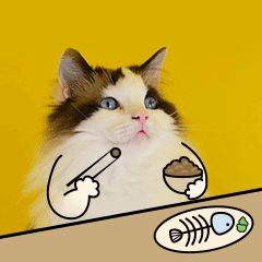 emmm无语无言沉默猫咪宠物GIF动图表情包图片