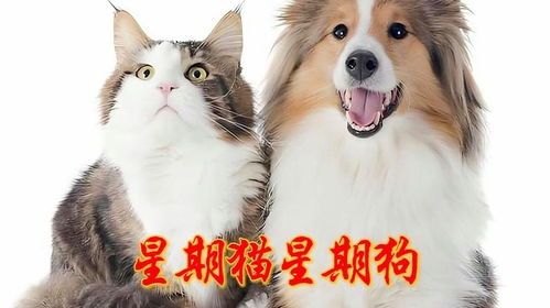 宠物猫狗怎么买保险