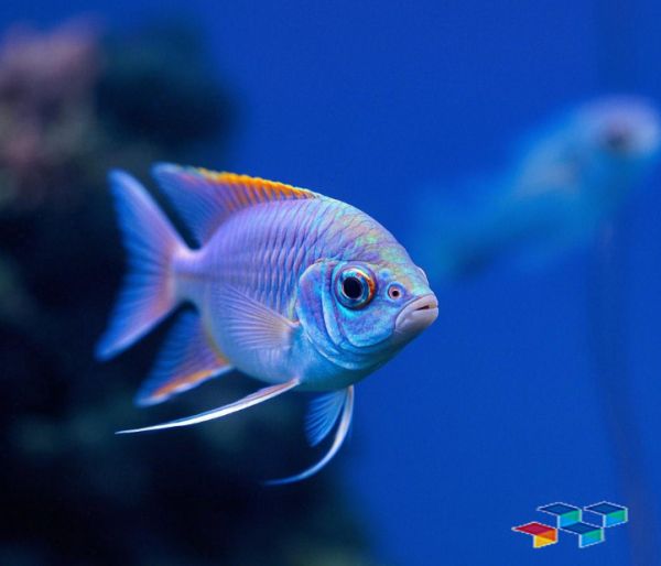 萌宠网,观赏鱼,宠物用品,猫咪,猫,寻找合适的宠物医疗服务,宠物医院,宠物医院收费价目表